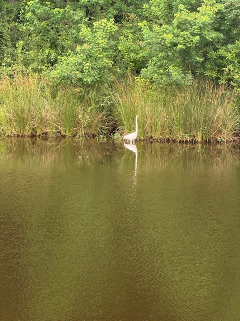 Crane wading near the pond