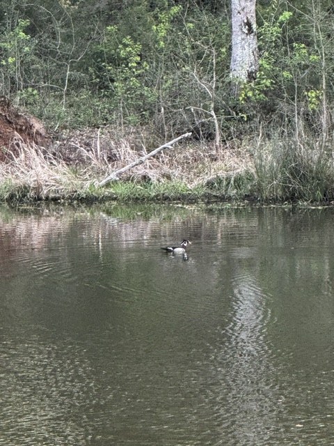 Ducks on the water